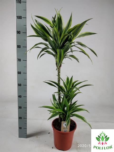 Dracaena Lemon Lime 21Ø 100cm 3pp