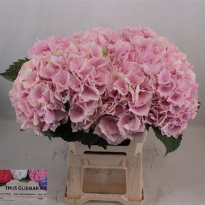 Hydr M Ch Verena Rose