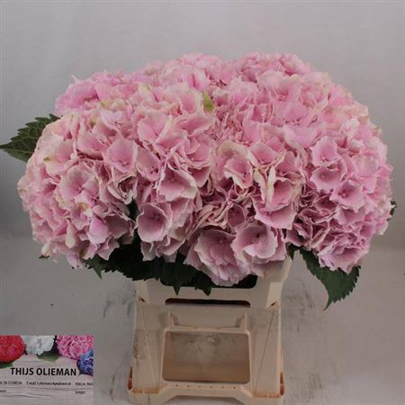 <h4>Hydr M Ch Verena Rose</h4>