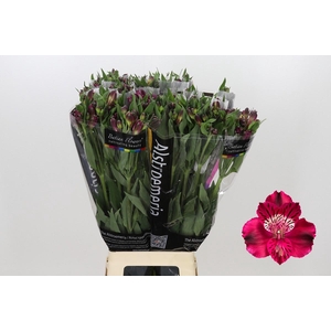 Alstroemeria Shiny Purple