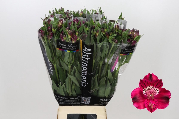 <h4>Alstroemeria Shiny Purple</h4>