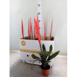 Vriesea  'Era'