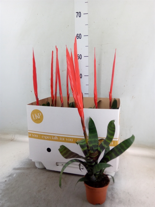 <h4>Vriesea  'Era'</h4>