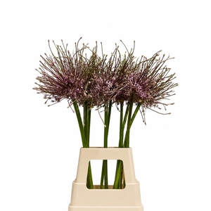 ALLIUM SCHUBERTII