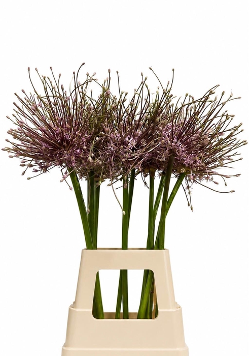 <h4>ALLIUM SCHUBERTII</h4>
