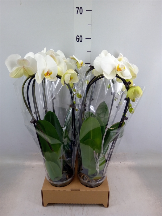 <h4>Phalaenopsis  'Elegant Cascade'</h4>