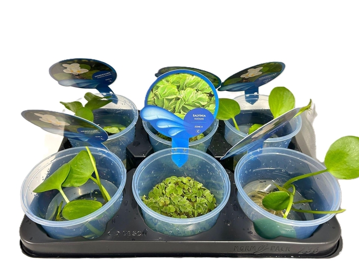 <h4>Drijfplanten</h4>