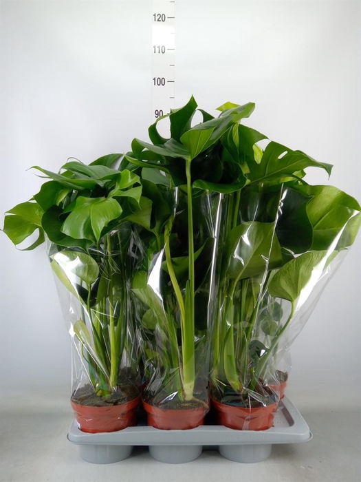 <h4>Monstera delic.</h4>