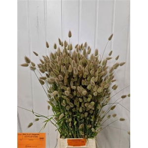 Lagurus Ovatus P Bos