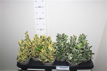 <h4>Euonymus Jap Gem</h4>