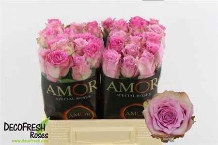 <h4>R Gr Rosemary</h4>