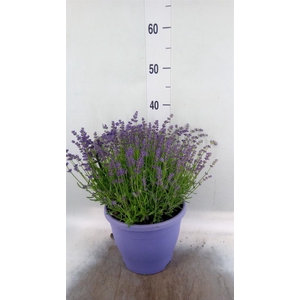 Lavandula angus. 'Essence Pure'