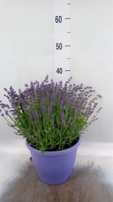 <h4>Lavandula angus. 'Essence Pure'</h4>