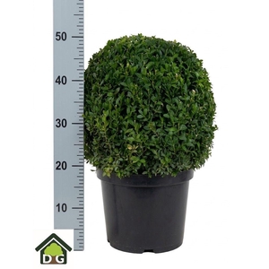 BUXU SEMPERVIRENS