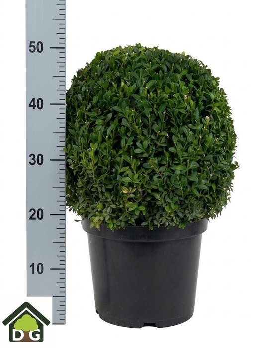 <h4>BUXU SEMPERVIRENS</h4>