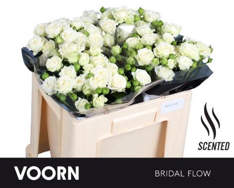 <h4>Rosa TR 'Bridal Flow' VOORN</h4>