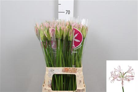 <h4>Ne Bo Sofie</h4>