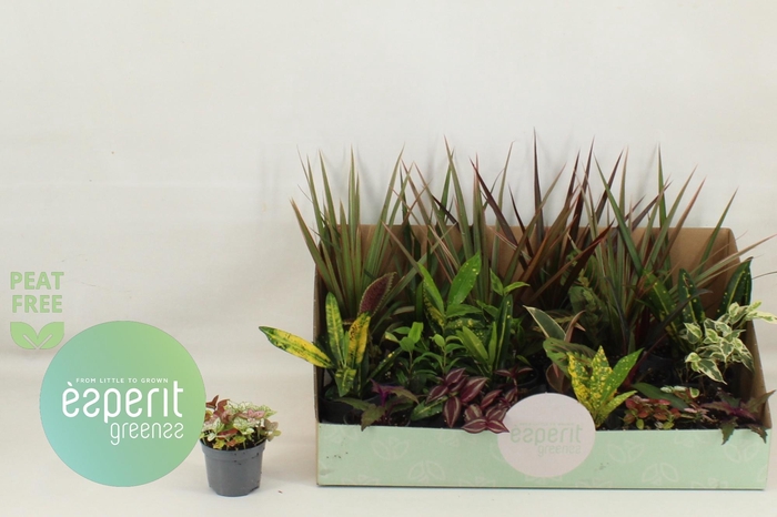 <h4>KAMERPL GEM OV</h4>