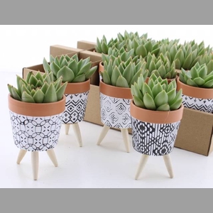 ARR SUCCULENTEN