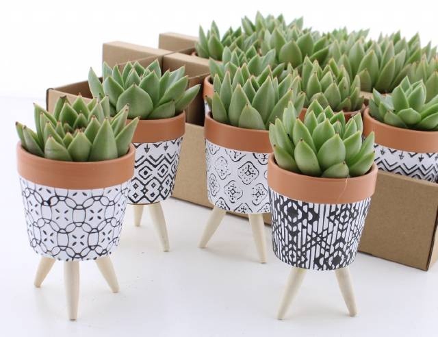 <h4>ARR SUCCULENTEN</h4>