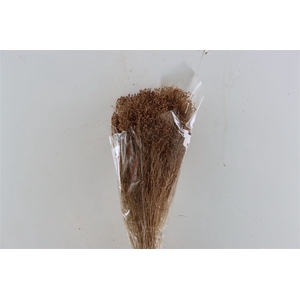 Dried Brooms Brown Bunch