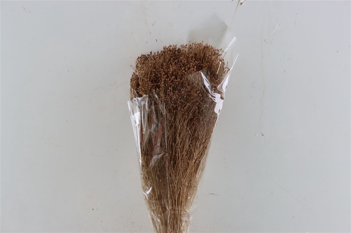 <h4>Dried Brooms Brown Bunch</h4>