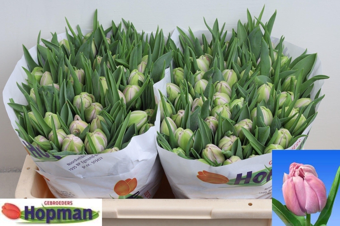 <h4>TU DU KATINKA</h4>