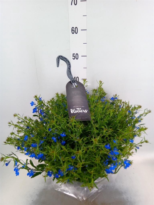 <h4>Lobelia erin. 'LagunTrail Dk Blue'</h4>