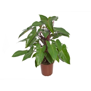 PHILODENDRON ERUBESCENS RED EMERALD P24