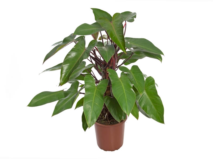 <h4>PHILODENDRON ERUBESCENS RED EMERALD P24</h4>