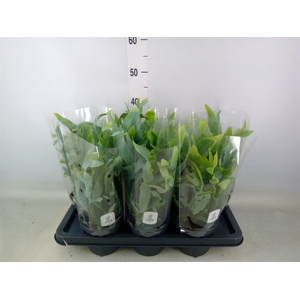 Phlebodium aureum 'Blue Star'