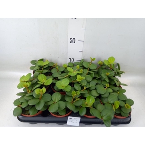 Peperomia tetraphylla 'Hope'