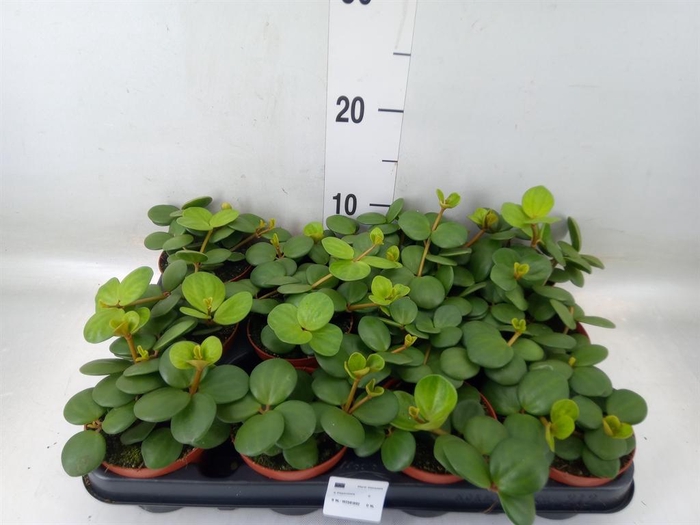 <h4>Peperomia tetraphylla 'Hope'</h4>