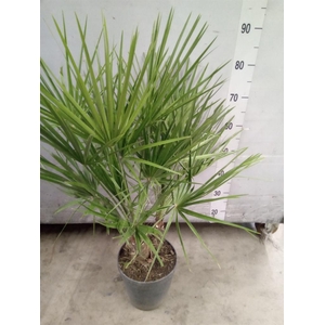 Chamaerops humilis