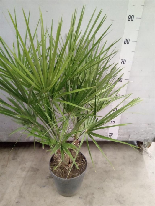 <h4>Chamaerops humilis</h4>