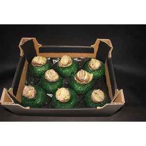 Amaryllis Topl Den Groen