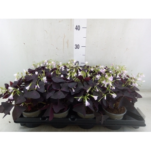 Oxalis trian.