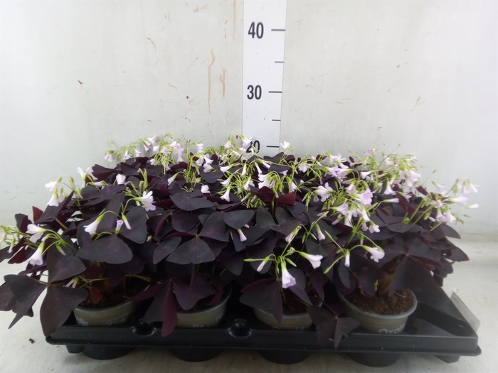 <h4>Oxalis trian.</h4>