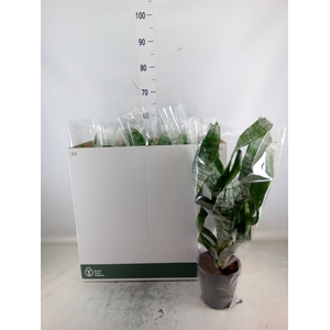 Aechmea fasciata 'Primera'