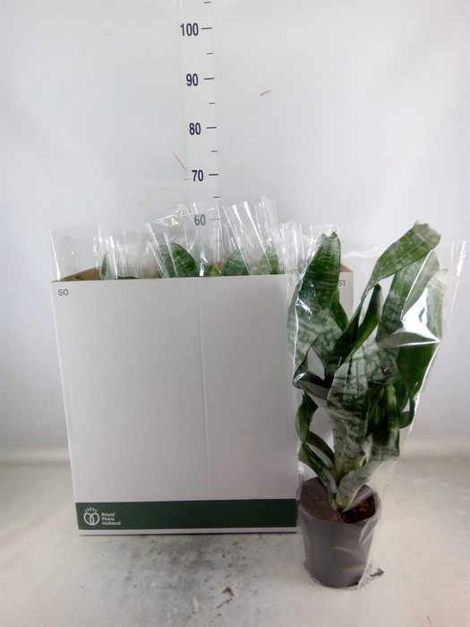 <h4>Aechmea fasciata 'Primera'</h4>