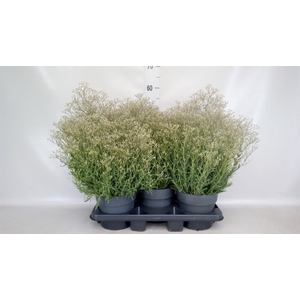 Gypsophila panic. 'Summer Sparkles'