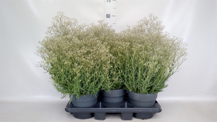 <h4>Gypsophila panic. 'Summer Sparkles'</h4>