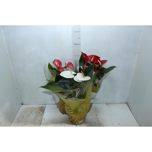 ANTHURIUM VARIADO P17