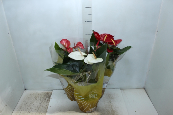 <h4>ANTHURIUM VARIADO P17</h4>