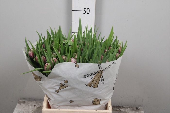 <h4>Tu Du Joser</h4>