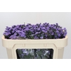Aster Baby Blue
