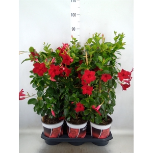 Mandevilla  'Sundavil Velvet Red'