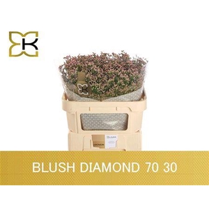 LIM SIN BLUSH DIAMOND 70/30GR