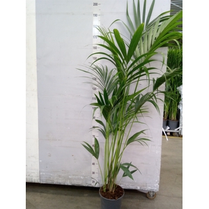 Howea forsteriana