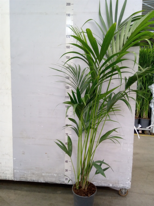 <h4>Howea forsteriana</h4>